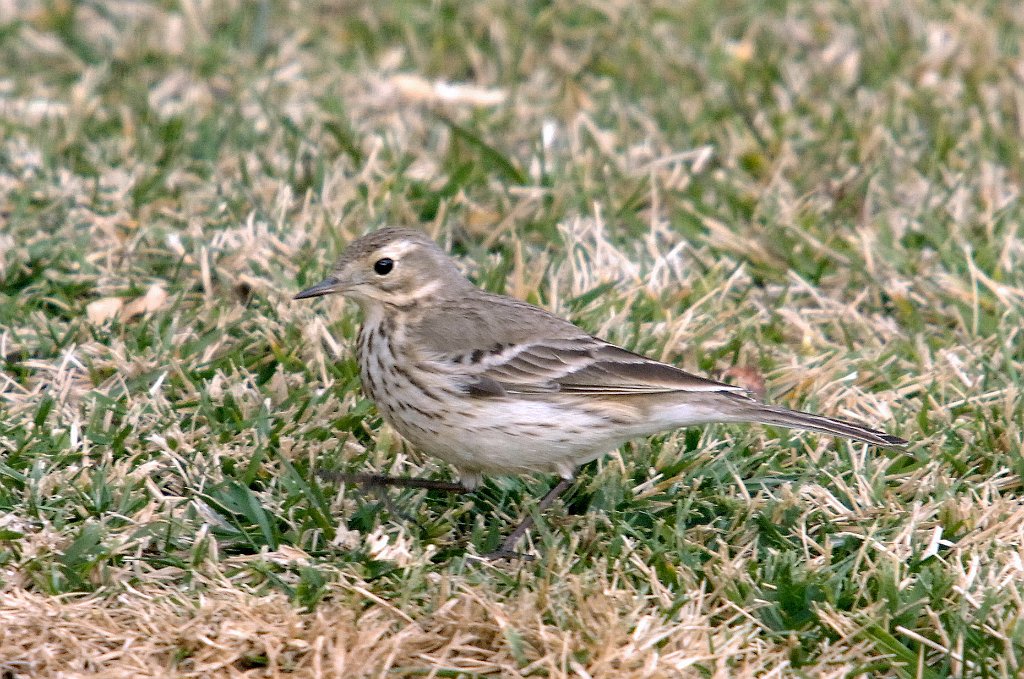 Pipit, American, 2007-01175529 Santa Maria, CA.JPG - American Pipit, Santa Maria, CA, January 2007